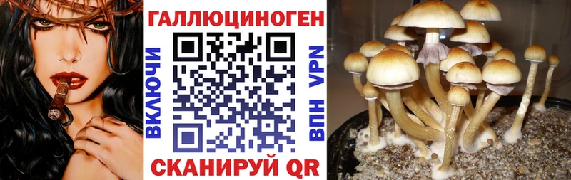 Галлюциногенные грибы Psilocybe Курлово